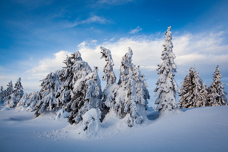 zima, śnieg, drzewa, zjadł, Norwegia, śnieg, Lillehammer, Nordseter Fjellpark, Tapety HD