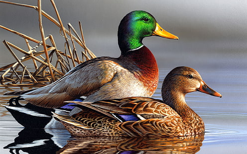 Ducks Couple Swimming In Lake Sfondi desktop gratis Download per Windows 5200 × 3250, Sfondo HD HD wallpaper