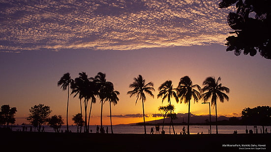アラモアナパーク、ワイキキ、オアフ島、ハワイ、諸島、 HDデスクトップの壁紙 HD wallpaper
