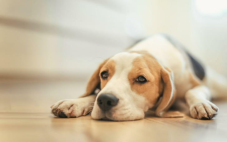 Lantai Anjing Beagle, beagle, lantai, Wallpaper HD
