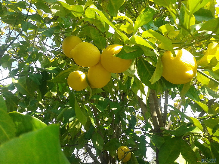лимонное дерево, лимоны, фрукты, природа, HD обои