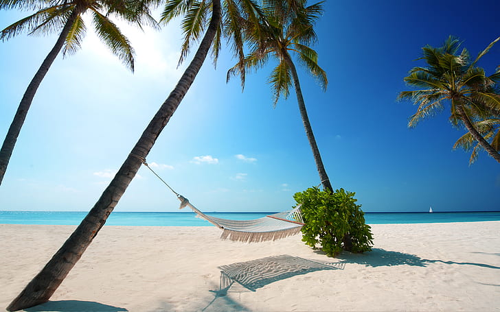 Pohon-pohon palem, pantai tropis, resor pantai, Maladewa, Wallpaper HD