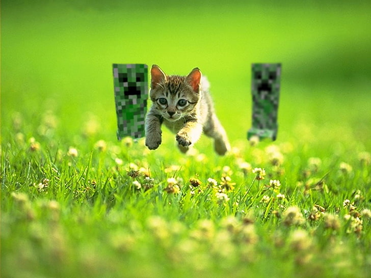 gatito saltando sobre la fotografía de hierba verde, gatito atigrado marrón perseguido por dos enredaderas de Minecraft en el campo de flores, gato, enredadera, Minecraft, hierba, Fondo de pantalla HD