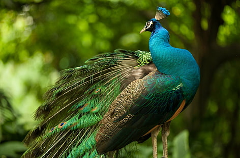 Birds, Peacock, Animal, Bird, HD wallpaper HD wallpaper