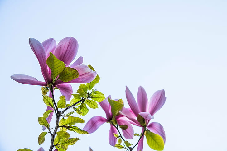 close up photo col purple petaled flowers, Magnolia, close up, photo, col, purple, Trelleborg, flower, exif, model, canon eos, 760d, geo, country, camera, iso_speed, focal_length, 70 mm, state, geo:location, lens, ef, s18, f/3.5, city, aperture, ƒ / 8, canon, nature, plant, pink Color, petal, flower Head, leaf, HD wallpaper