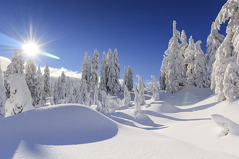 雪に覆われた木、冬、雪、木、食べた、カナダ、雪、バンクーバー、ブリティッシュコロンビア、 HDデスクトップの壁紙 HD wallpaper