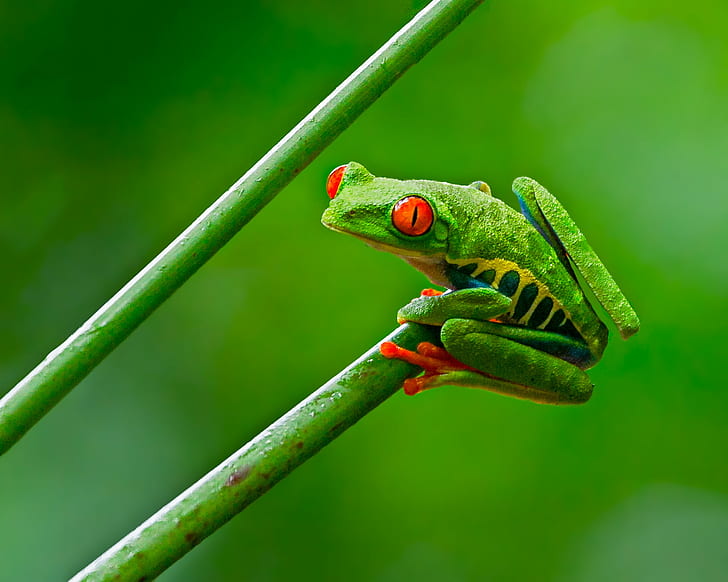 shallow focus photograph of green and yellow frog, red-eyed tree frog, red-eyed tree frog, Red-eyed Tree Frog, shallow focus, photograph, green, yellow frog, Nature, Lens, frog, amphibian, tree Frog, animal, wildlife, green Color, close-up, tropical Rainforest, HD wallpaper