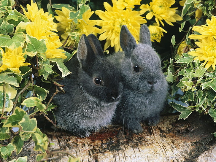 två grå kaniner, blommor, par, kaniner, stock, HD tapet