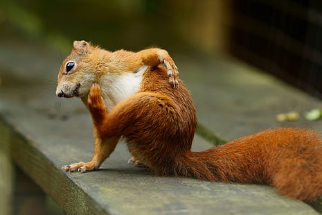 vicino fotografia di scoiattolo marrone, pulce, pulce, animale, scoiattolo, fauna selvatica, mammifero, roditore, carino, natura, marrone, all'aperto, piccolo, Sfondo HD HD wallpaper