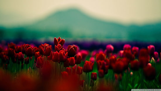 letto di fiori di tulipano rosso, fiori, piante, montagne, profondità di campo, tulipani, fiori rossi, Sfondo HD HD wallpaper