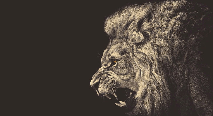 иллюстрация льва, лев, монохромный, животные, жёлтые глаза, HD обои