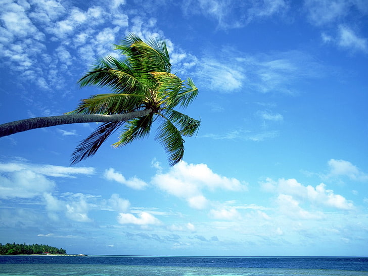 зеленая кокосовая пальма, природа, пальмы, море, небо, облака, HD обои