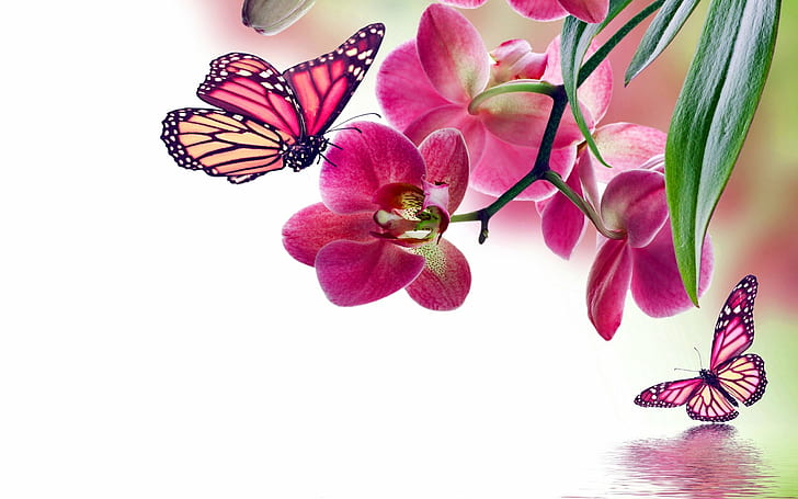 Fondo, bokeh, mariposa, flores, J, Fondo de pantalla HD | Wallpaperbetter