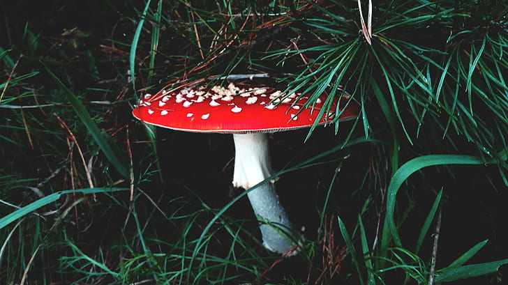 mushroom, forest, grass, HD wallpaper