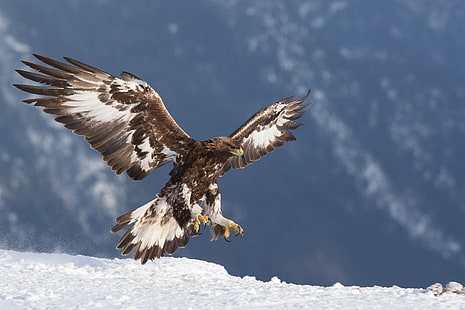 birds, predator, eagle, Golden eagle, HD wallpaper HD wallpaper