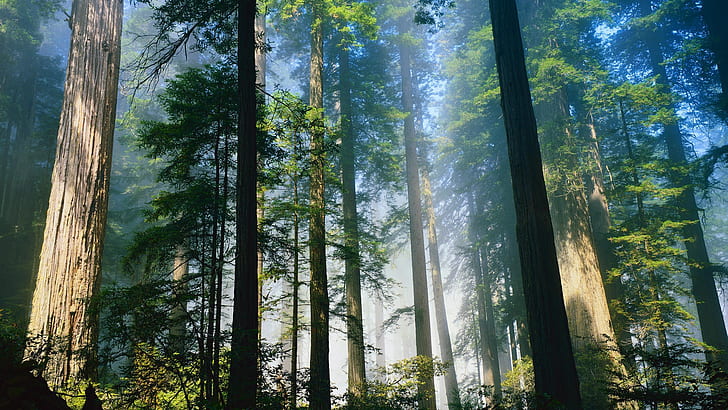 Frischer Wald, frisch, Wald, HD-Hintergrundbild