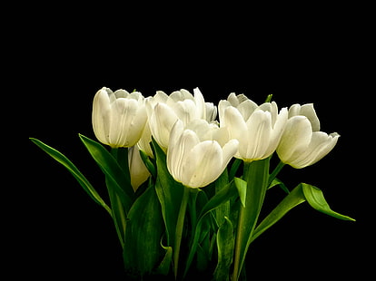 fiori di tulipano bianco in fiore foto ravvicinata, una tonalità più bianca di pallido, tulipano bianco, fiori, in fiore, primo piano, foto, artistico, hdr, piante, tulipano, natura, fiore, primavera, pianta, petalo, bellezza inNatura, freschezza, Sfondo HD HD wallpaper