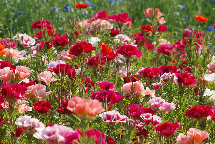 red and pink Malva flowers, field, grass, Maki, petals, meadow, HD wallpaper