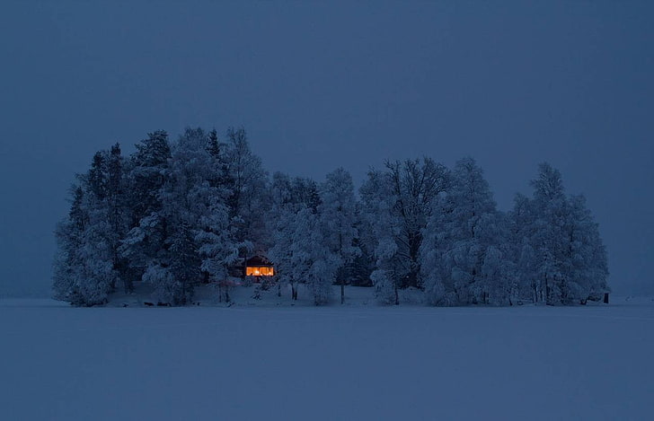 소나무, 눈, 숲, 오두막, HD 배경 화면