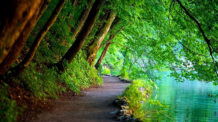 zielone drzewa liściaste, przyroda, drzewa, ścieżka, rzeka, krajobraz, Chorwacja, Tapety HD