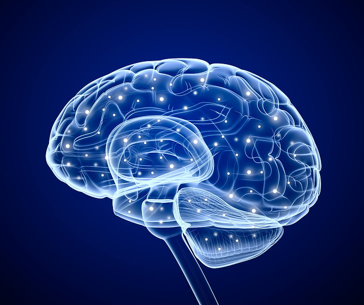 인간의 두뇌 3D 아트, 미니멀리즘, 사람, 뇌, 엑스레이, 디지털 아트, 파란색 배경, HD 배경 화면