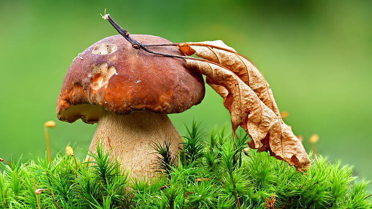 mushroom, food, nature, grass, HD wallpaper