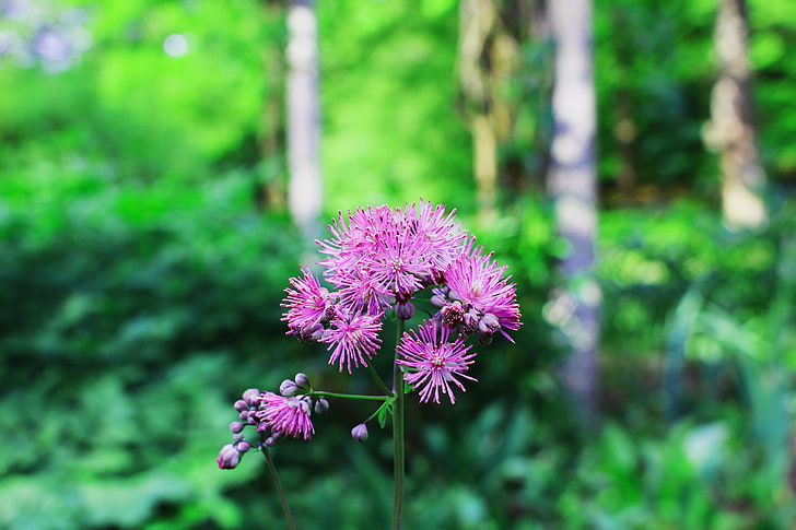 ฤดูร้อนธรรมชาติดอกไม้น้ำผีเสื้อพืช, วอลล์เปเปอร์ HD