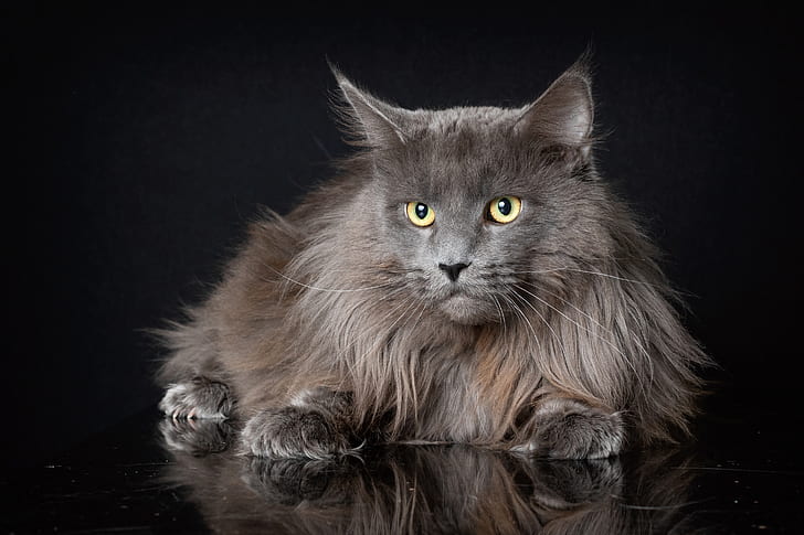 cat, look, fluffy, the dark background, Maine Coon, HD wallpaper
