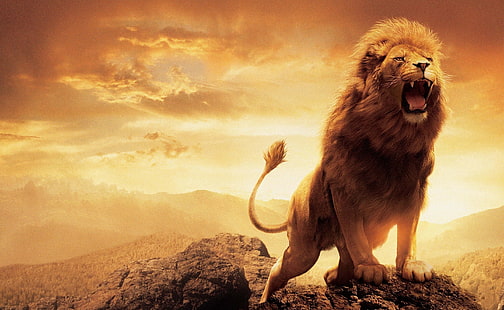 Leon, brunt lejon tapet, Djur, Vild, natur, kung, lejon, savana, afrika, imponente, magestuoso, rugido, HD tapet HD wallpaper