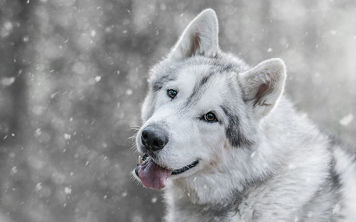 musim dingin, bahasa, lihat, wajah, salju, serigala, anjing, mulut, abu-abu, latar belakang terang, salju turun, berkembang biak, bokeh, Wallpaper HD