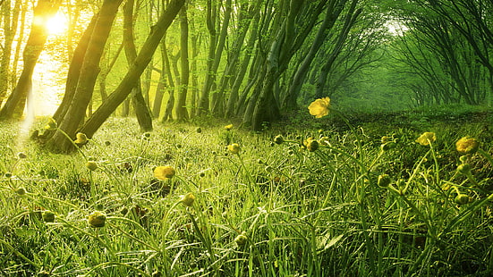 gula kronbladiga blommor, natur, skog, träd, solljus, gula blommor, fält, gräs, blommor, växter, grön, gul, HD tapet HD wallpaper