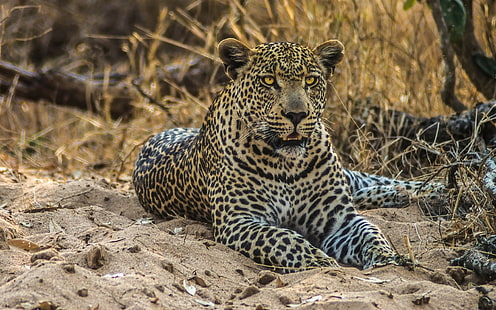 Leopardo, gatto selvatico, predatore, sabbia, leopardo, selvaggio, gatto, predatore, sabbia, Sfondo HD HD wallpaper