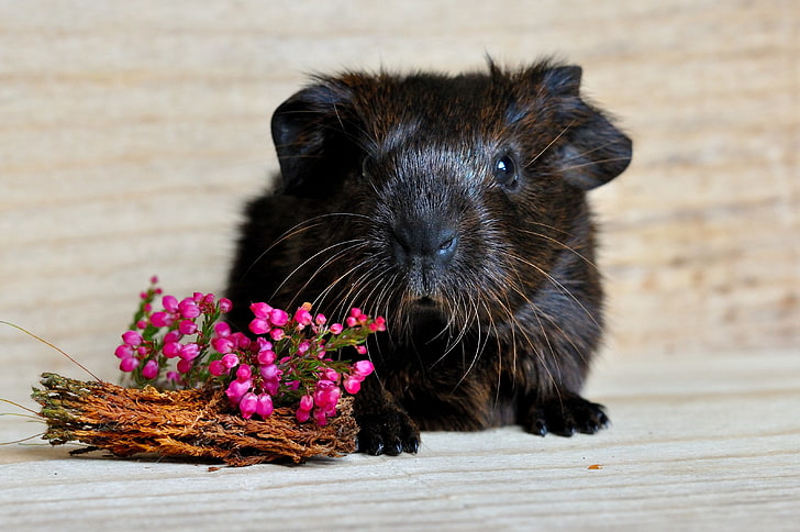 black mouse, guinea pig, snout, rodent, flowers, HD wallpaper