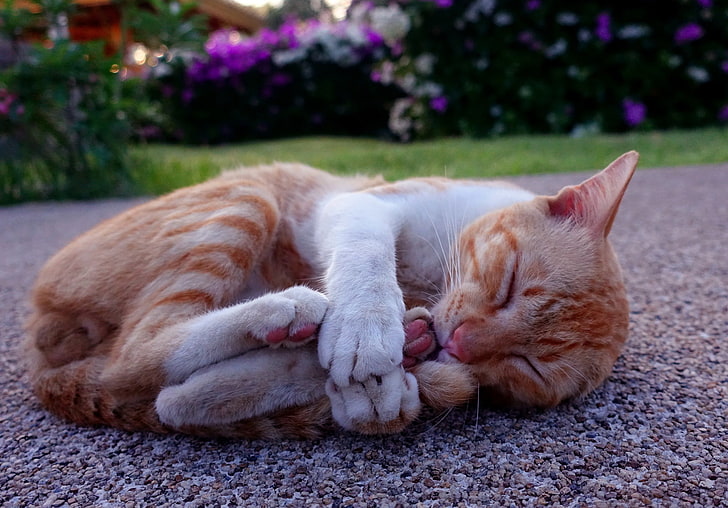 Katze, Tiere, schlafend, HD-Hintergrundbild