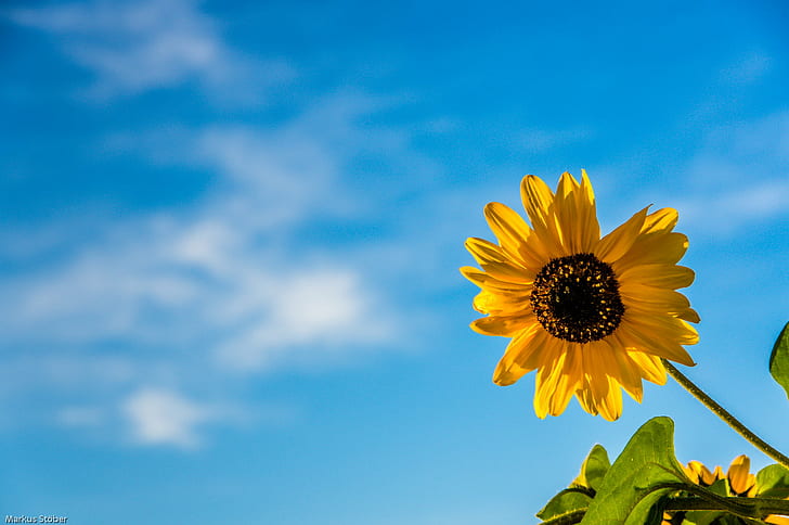 yellow sunflower under blue sky low angle photo, late summer, summer sun, yellow, sunflower, blue sky, low angle, photo, Pentax K-3, smc, DA, mm, F3.5, AL, IF, DC, WR, nature, summer, plant, flower, petal, blue, sky, agriculture, outdoors, HD wallpaper