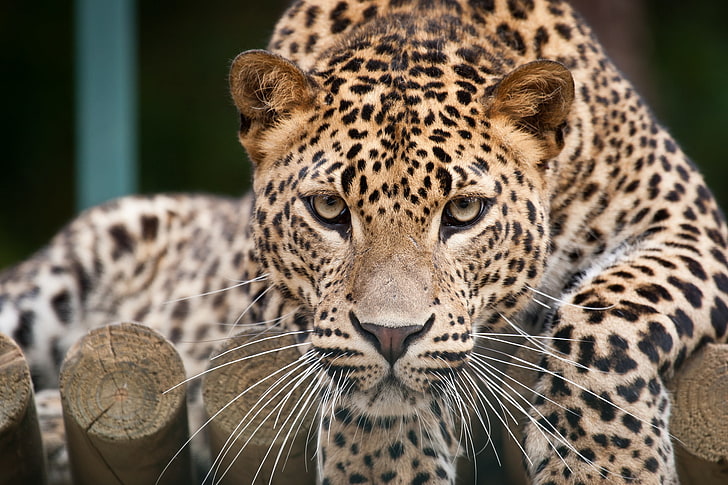 brązowy i czarny jaguar, kot, spojrzenie, twarz, lampart, Tapety HD