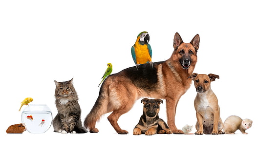  dogs, cat, fish, parrot, Guinea pig, shepherd, ferret, HD wallpaper HD wallpaper