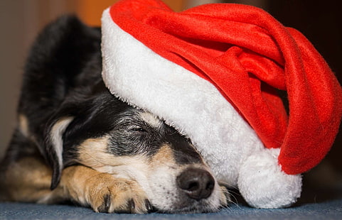 adviento, navidad, motivo navideño, navidad, diciembre, perro, tela, nicholas, dulce, Fondo de pantalla HD HD wallpaper