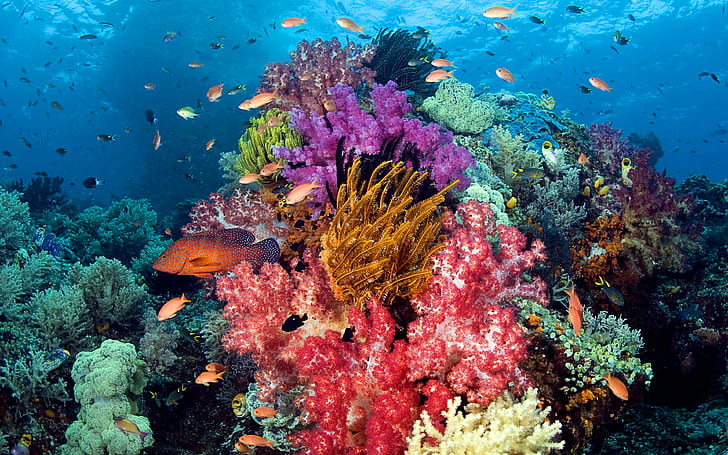 Ozean Meeresboden, Koralle mit üppigen Farben, exotische tropische Fische Unterwasser Fauna Wallpaper Hd Widesreen, HD-Hintergrundbild