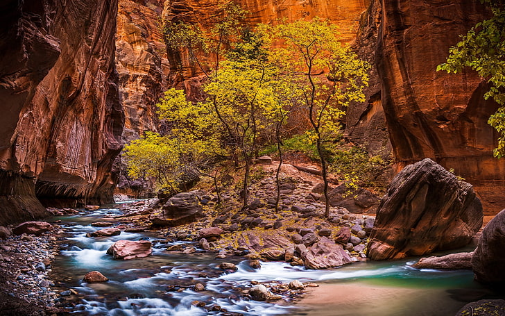 green tree, landscape, nature, Zion National Park, river, canyon, Utah, trees, erosion, red, USA, national park, stones, pebbles, rock, valley, HDR, stream, HD wallpaper