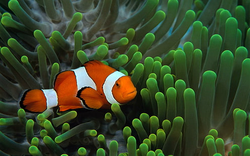 Fish Clownfish Underwater Widescreen, риби, клоун, риба, под вода, широкоекранен, HD тапет HD wallpaper