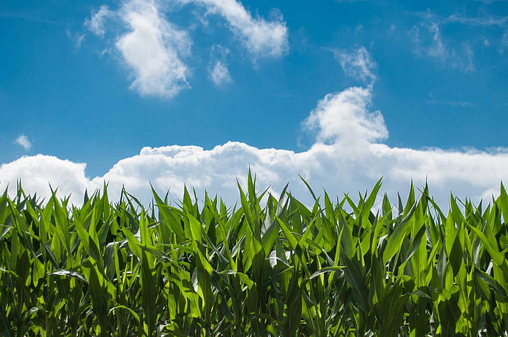 облака, кукуруза, нива, эко, поле, природа, небо, солнечно, HD обои