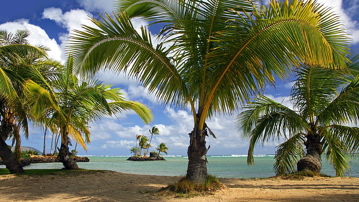 playa hawaii parques tropicales oahu 1920x1080 Naturaleza Playas HD Art, playa, Hawaii, Fondo de pantalla HD