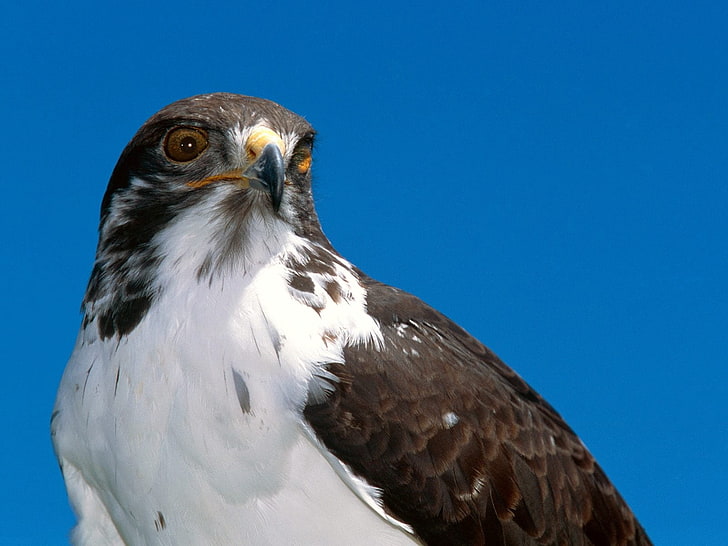 white and brown falcon, eagle, beak, predator, bird, sky, HD wallpaper