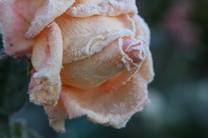 beige petaled flower, rose, frost, petals, bud, HD wallpaper
