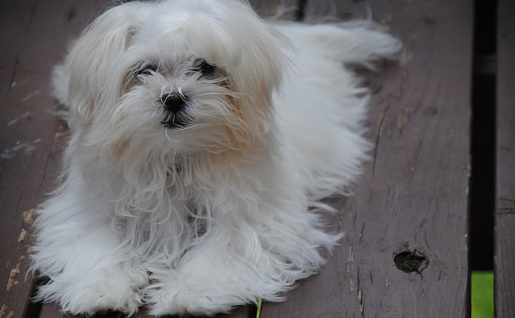 Maltese Puppy, Hewan, Hewan Peliharaan, Putih, Anjing, bulan, Maltese, Wallpaper HD