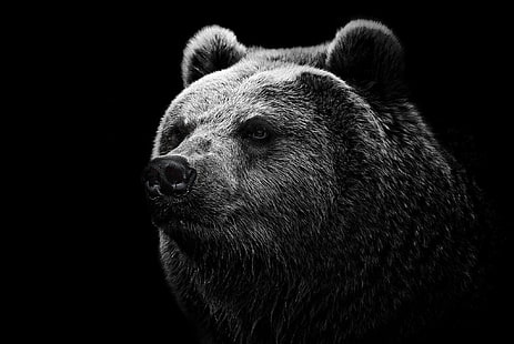 black bear, bear, grizzly bear, eyes, nose, HD wallpaper HD wallpaper