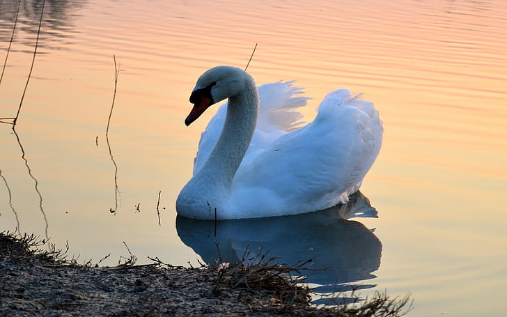 white swan, swan, lake, sunset, bird, HD wallpaper