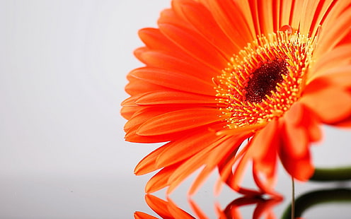 Pomarańczowy Kwiat Gerbera, Pomarańczowa Gerbera, Kwiat, Natura, Pomarańcza, Gerbera, Tapety HD HD wallpaper
