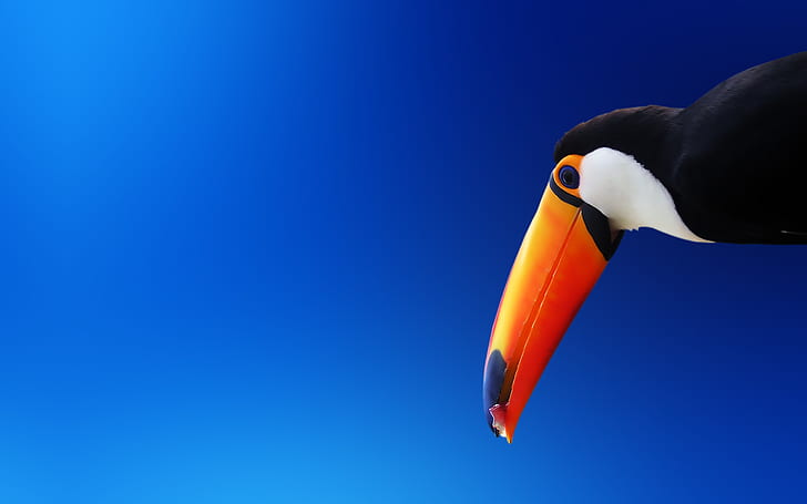 Toucan Bird Blue HD, animals, blue, bird, toucan, HD wallpaper